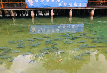 冷泉荟旅游度假区第 77 张图片