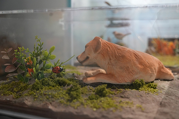 新琅琊恐龙展-《人与生物学》展学空间第 9 张图片