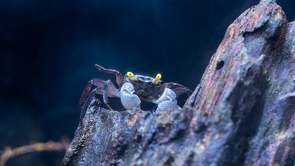 三亚亚特兰蒂斯失落的空间水族馆第 111 张图片