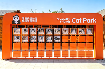 猫咪主题公园第 5 张图片