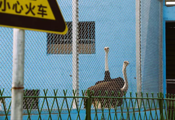 渔歌小镇花之港第 27 张图片