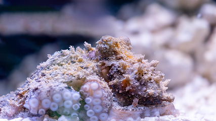 三亚亚特兰蒂斯失落的空间水族馆第 119 张图片