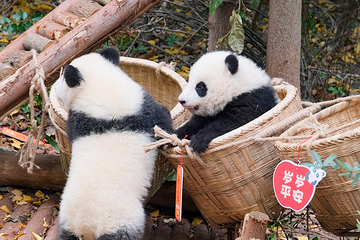 成都大熊猫繁育研究基地第 40 张图片