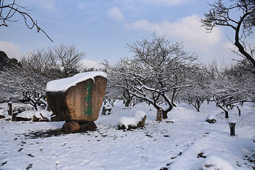 香雪海第 10 张图片