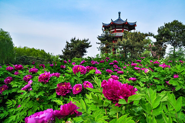 隋唐城遗址植物园第 26 张图片