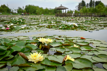 黄河大沙漠神泉旅游景区第 52 张图片