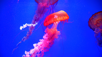 上海海洋水族馆第 5 张图片