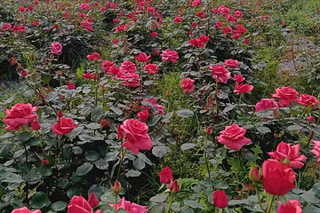 蕲春牡丹养生园第 2 张图片