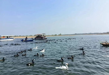白洋淀阳光旅游码头风景区第 9 张图片