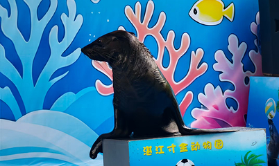 寸金动物园第 34 张图片