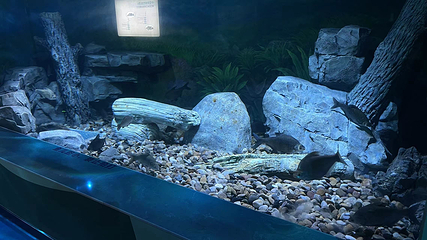 浙东淡水鱼馆第 8 张图片