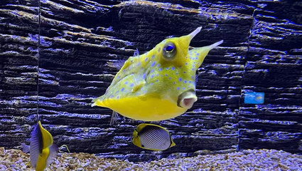 海底世界(苏州乐园馆)第 4 张图片