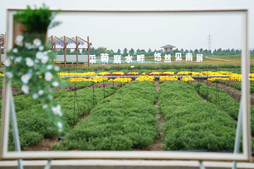 全椒菊博园第 7 张图片