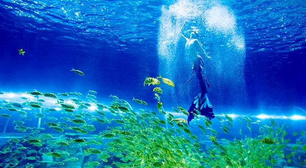 中鱼视界海洋王国