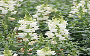 周浦花海第 55 张图片