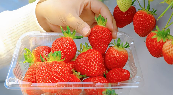 允其家有机草莓体验农场