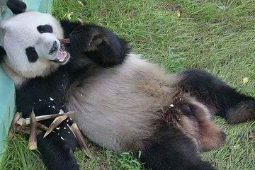 太阳岛大熊猫馆第 8 张图片