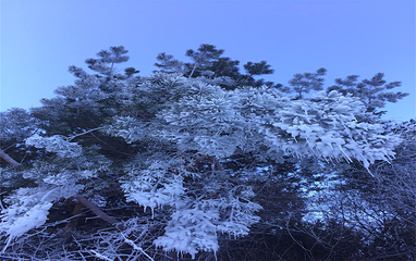 香炉山国家森林公园第 46 张图片