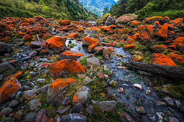 二郎山喇叭河风景区第 69 张图片