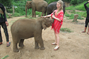 Bamboo Elephant Family Care第 10 张图片