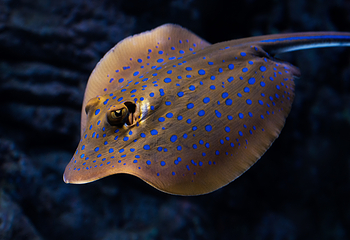 凯恩斯水族馆第 36 张图片