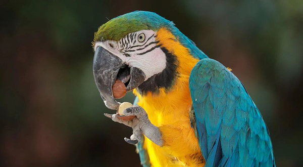 上海野生动物园-五彩金刚鹦鹉