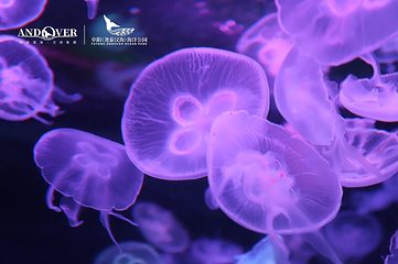 阜阳尧泰汉海海洋公园第 48 张图片
