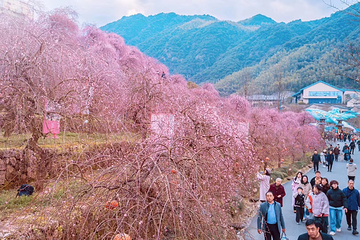 葛仙村度假区第 167 张图片