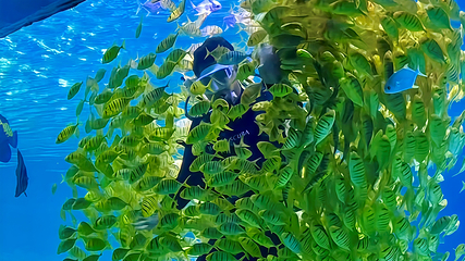 梦幻海洋企鹅馆第 82 张图片