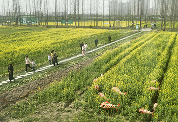 昆山陆家未来智慧田园第 15 张图片