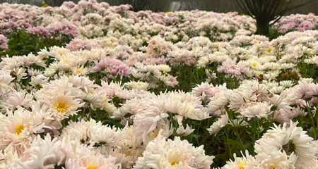 贡之源·花仙谷第 31 张图片
