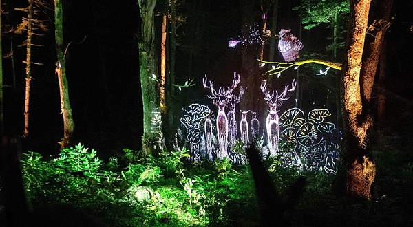 阿寒湖森林夜间漫步