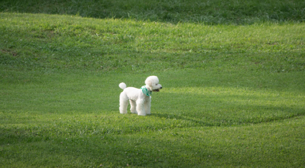 Yangji Pine 宠物公园