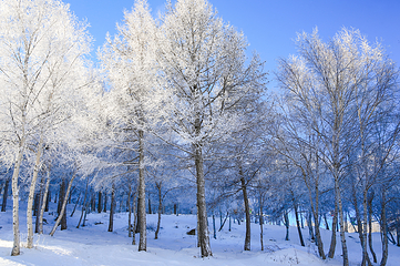 万龙滑雪场第 86 张图片