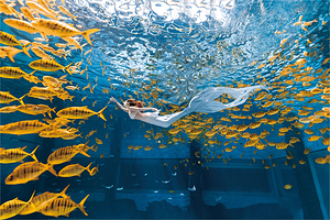 湖北交投海昌海洋探索馆