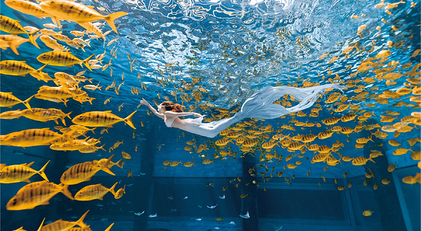 湖北交投海昌海洋探索馆