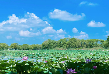 洪湖生态旅游区第 6 张图片