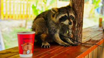 熊猫部落探险乐园-萌宠乐园