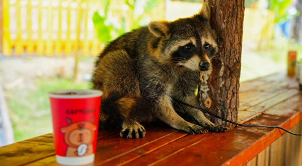 熊猫部落探险乐园-萌宠乐园