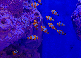 巴厘岛海洋野生动物园