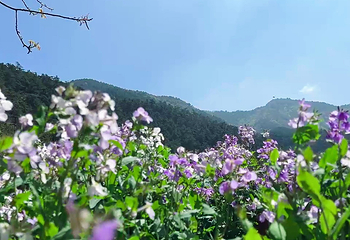 挂云山景区第 15 张图片