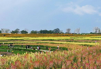 西京湾花海第 15 张图片