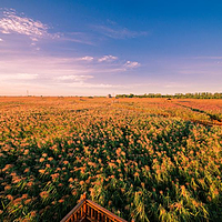 鼎翔生态旅游区-苇海蟹滩
