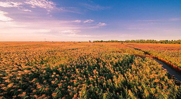 鼎翔生态旅游区-苇海蟹滩