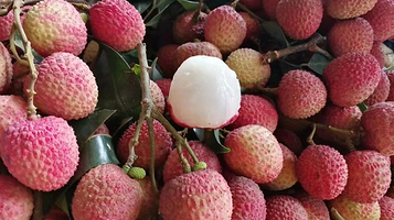 通滩百年老树荔枝林