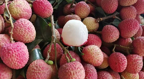 通滩百年老树荔枝林