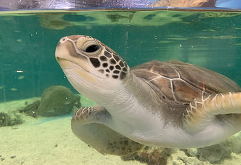 凯恩斯水族馆第 25 张图片