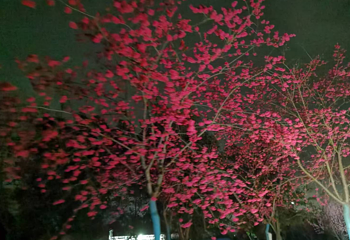 绛樱院第 17 张图片