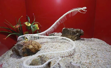 蛇文化展览馆第 13 张图片