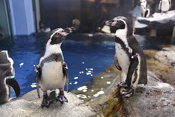 新江之岛水族馆第 9 张图片